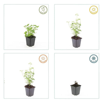 Agastache 'Black Adder' - Pianta di liquirizia - ↕10-25cm - Ø9cm - 12x