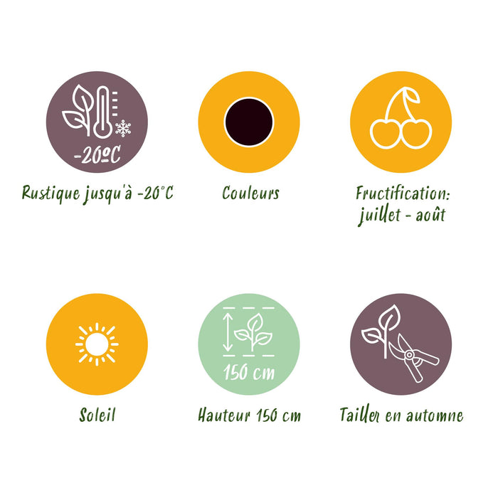 Ribes Nigrum Titania - Zwarte Bes - ↕30-35cm - Ø9cm - 6x