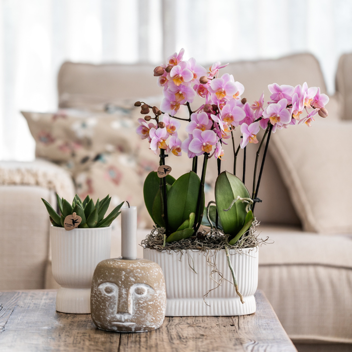 Kolibri Orchids | Roze orchideeënset in Diabolo Twin sierpot Pink | twee oudroze Treviso orchideeën Ø9cm