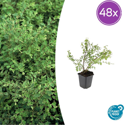 Symphoricarpos Chenaultii 'Hancock' - Sneeuwbes - ↕10-25cm - Ø9cm - 48x