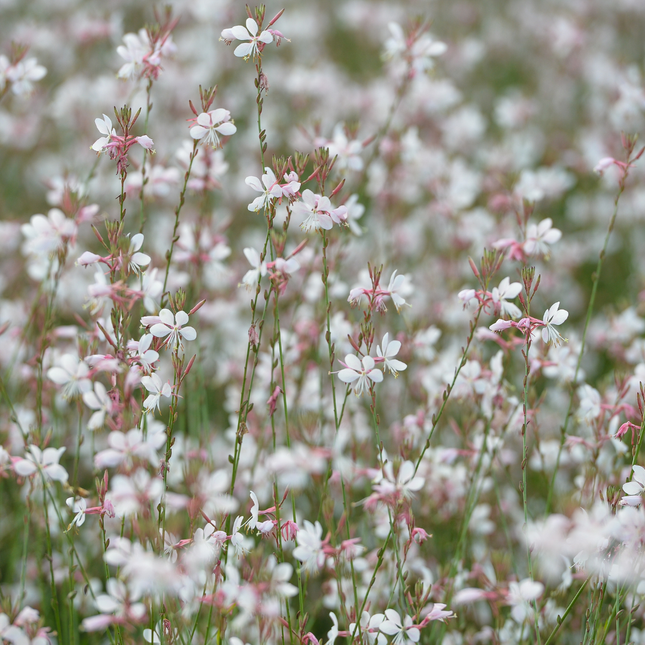 Prachtkaars - Gaura lindheimeri - ↕10-25cm - Ø9cm - 24x