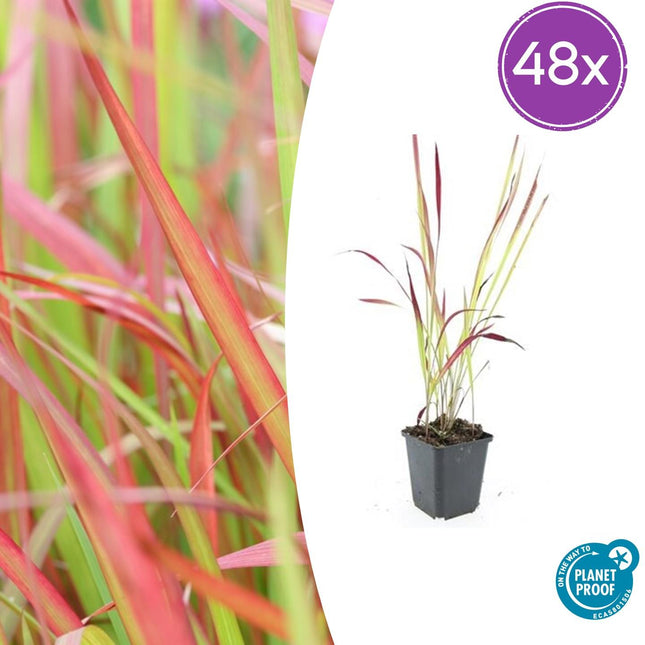 Imperata cylindrica 'Red Baron' - Herbe de sang japonaise - ↕10-25 cm - Ø9 cm - 48x