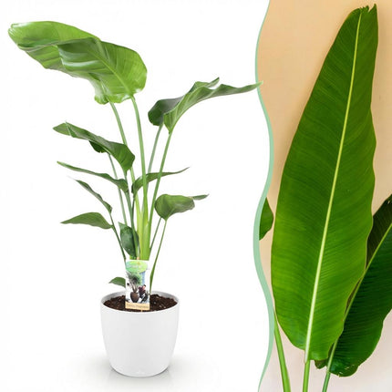 Strelitzia Nicolai - Pianta Uccello del Paradiso - con vaso bianco - ↕110-120 cm - Ø21 cm