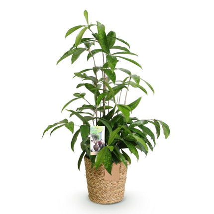 Dracaena surculosa - Arbre Sang-Dragon - avec panier - ↕60-70cm - Ø17cm