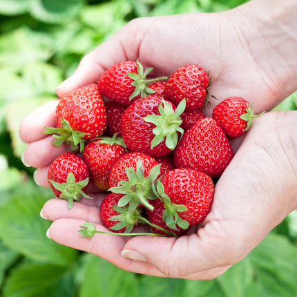 Erdbeerpflanzen – Fragaria elvira – Winterhart – 6 Pflanzen – 9-cm-Topf – Rote Erdbeere