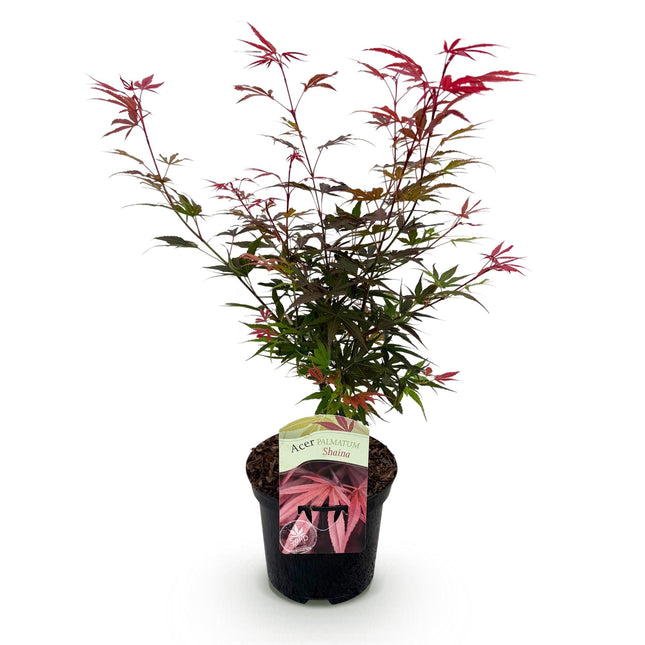 Japanese Maple - Acer palmatum Shaina - Red - ↕70cm - Ø19cm