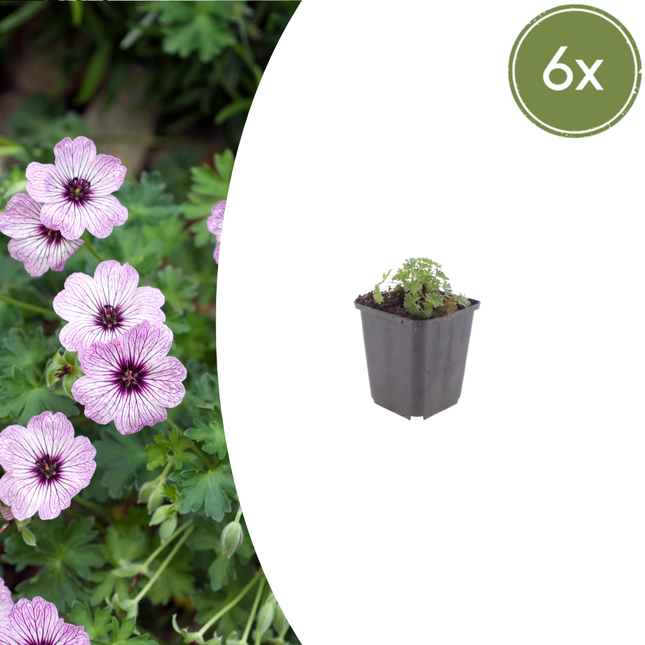 Geranium cinereum 'Ballerina' - Ooievaarsbek - ↕10-25cm - Ø9cm - 6x
