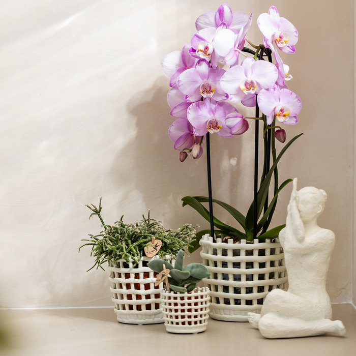 Kolibri Orchids | Pink Niagara Falls orchid 12cm with Mesh White decorative pot