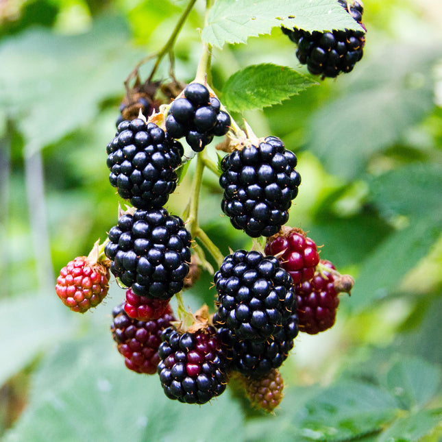 Blackberry plant - Rubus fruticosus Triple Crown - Blackberry - Thornless - ↕40cm - Ø11cm - 2x
