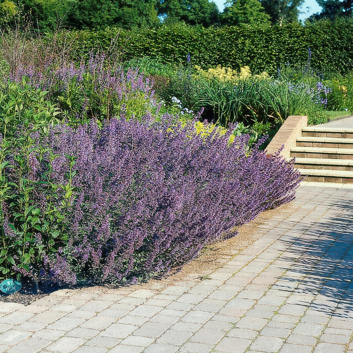 Nepeta 'Six Hills Giant' - Kattekruid - ↕10-25cm - Ø9cm - 12x