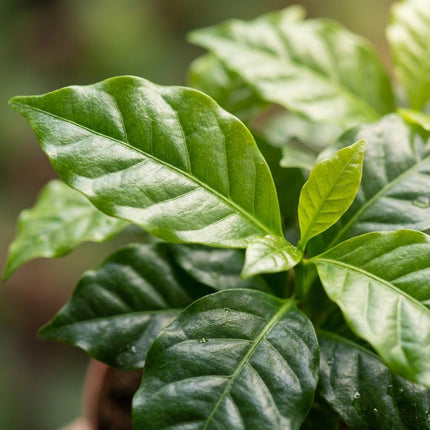 Coffea Arabica Coffee plant - ↕25cm - Ø12cm - 2x