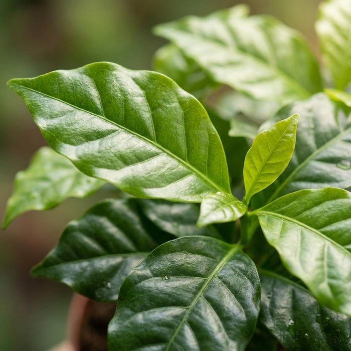 Coffea Arabica Koffieplant - ↕25cm - Ø12cm - 2x