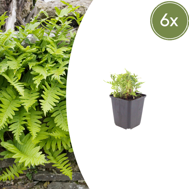Polypodium vulgare - Helecho de roble común - ↕10-25cm - Ø9cm - 6x