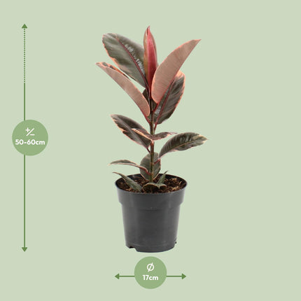 Ficus Elastica Belize - ↕55cm - Ø17cm
