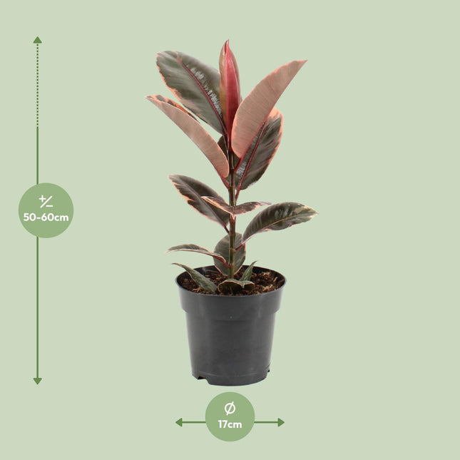Ficus Elastica Belize - ↕55cm - Ø17cm