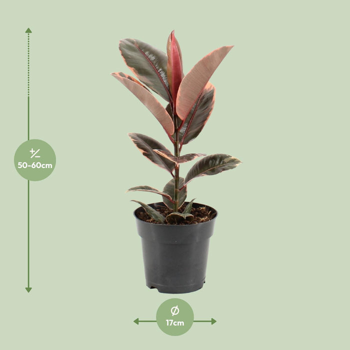 Ficus Elastica Belize - ↕55cm - Ø17cm