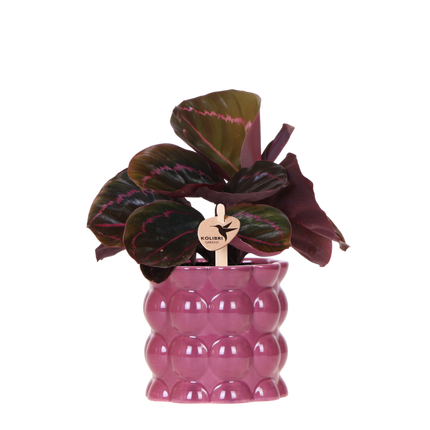 Kolibri Greens | Groene Plant - Calathea Dottie in Cotton Sierpot Paars - Ø9 cm