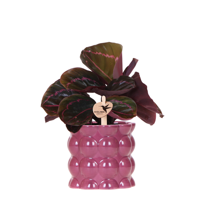 Kolibri Greens | Groene Plant - Calathea Dottie in Cotton Sierpot Paars - Ø9 cm
