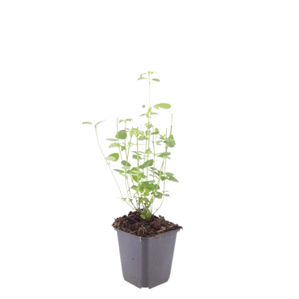 Agastache 'Black Adder' - Pianta di liquirizia - ↕10-25cm - Ø9cm - 12x