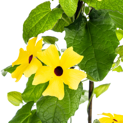 Suzanne der schönen Augen – Thunbergia alata Sunny Susy Yellow – ↕60 cm – Ø13 cm – 4x