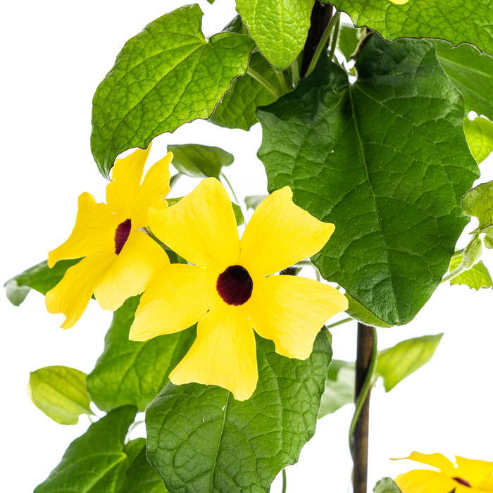 Suzanne met de Mooie Ogen - Thunbergia alata Sunny Susy Yellow - ↕60cm - Ø13cm - 4x