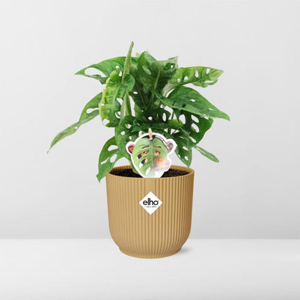 Monstera 'Monkey Leaf' in Gelb, elho Vibes Fold - ↕20-30cm - Ø14cm