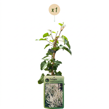 Fallopia aubertii - Bruidssluierplant - Wit - Klimplant - Ø9cm - ↕35cm