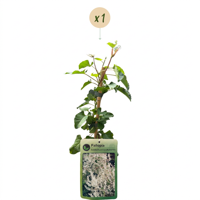 Fallopia aubertii - Bruidssluierplant - Wit - Klimplant - Ø9cm - ↕35cm