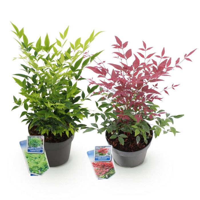Nandina Duo - Geel & Rood - 2 Planten - Groenblijvend - Weinig Onderhoud - Pot 17cm Hoogte 45cm
