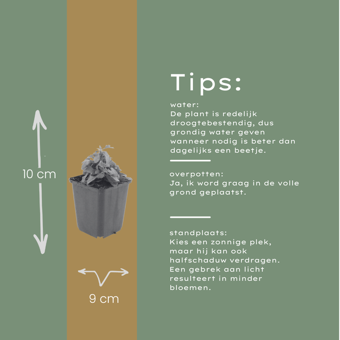 24x Erigeron karvinskianus - ↕10-25cm - Ø9cm