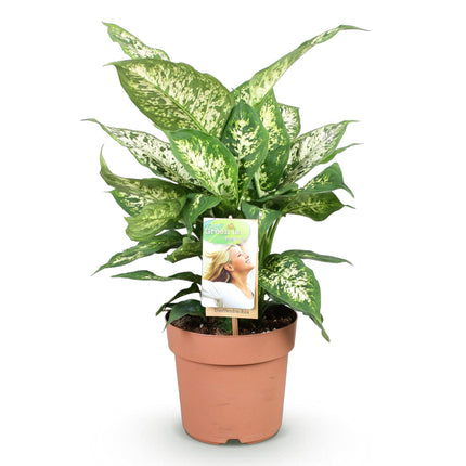 Dieffenbachia Compacta - ↕45-50cm - Ø17cm