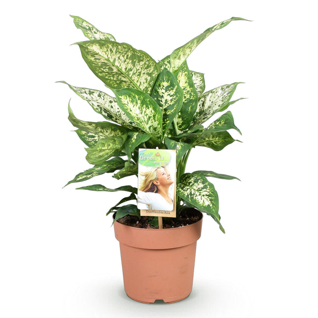 Dieffenbachia Compacta - ↕45-50cm - Ø17cm