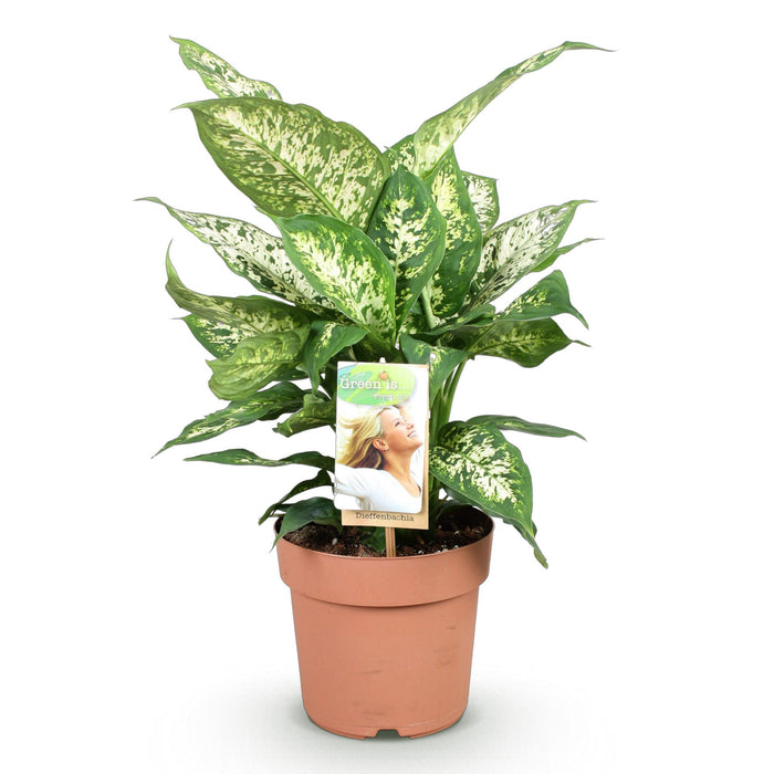 Dieffenbachia Compacta - ↕45-50cm - Ø17cm