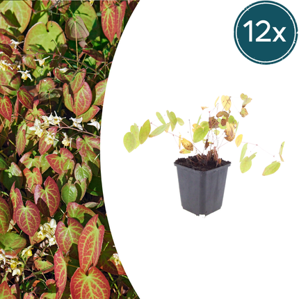Epimedium youngianum 'Niveum' - Elfenbloem - ↕10-25cm - Ø9cm - 12x