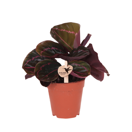 Calathea Dottie - Kolibri Greens - Ø9cm