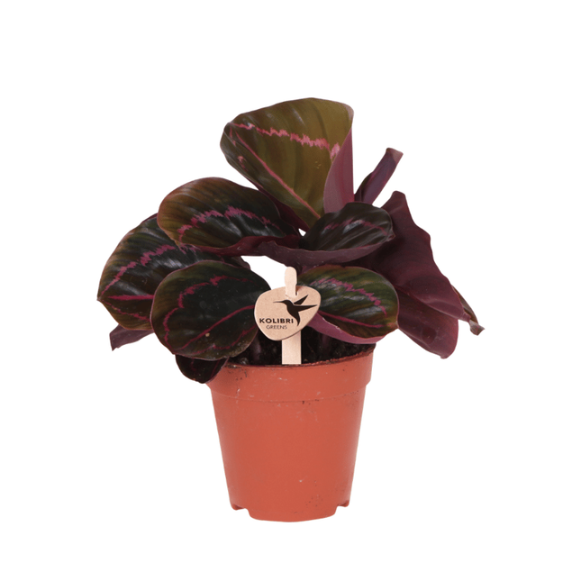 Calathea Dottie - Kolibri Greens - Ø9cm