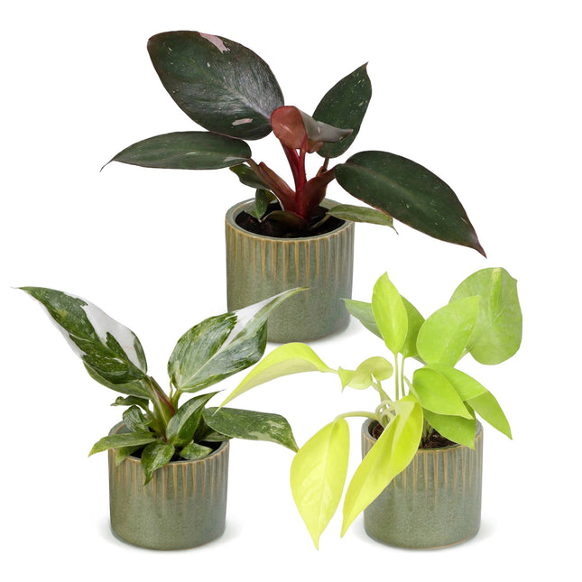 Baby Philodendron Tricolour 3x - Wit - Roze - Geel - Groen - Tropisch - incl. Linnea Olive - Ø6cm - ↕10-15cm