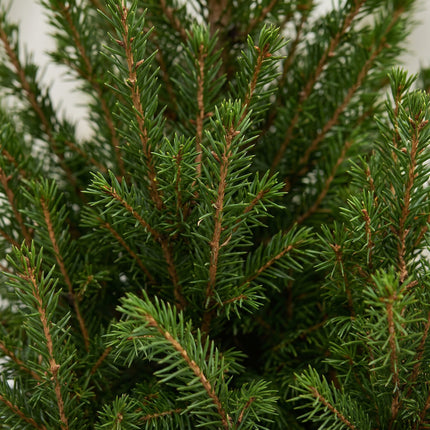Picea glauca Conica - Kegelspar - Groen - Kerstboom - incl. jute zak - Ø17cm - ↕65cm