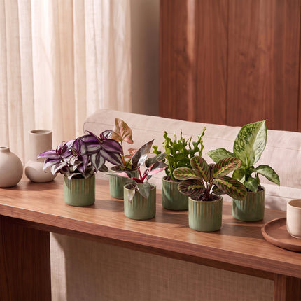 Baby Plants Surprise Box 6x - Verrassingsbox kleine planten - Diversen - Tropisch - incl. Linnea Olive - Ø6cm - ↕5-15cm