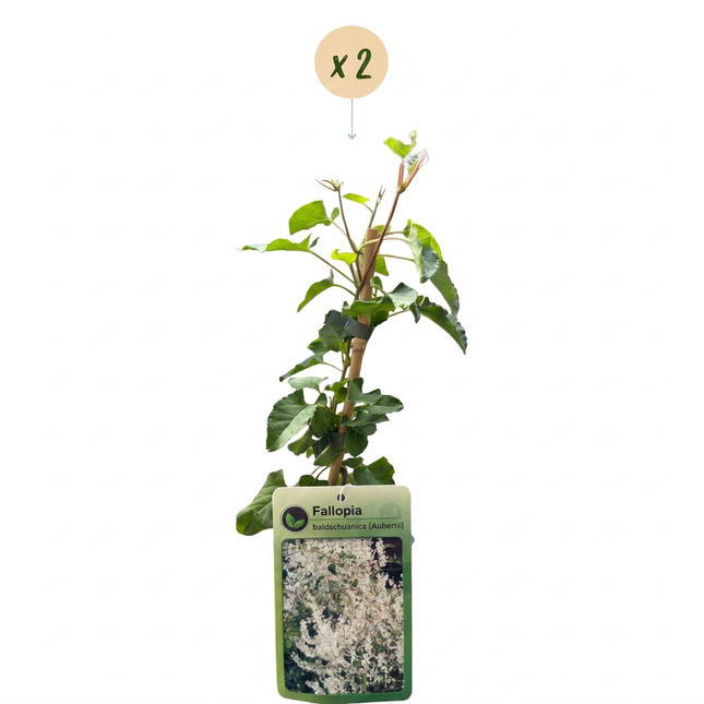 Fallopia aubertii - Bruidssluierplant 2x - Wit - Klimplant - Ø9cm - ↕35cm