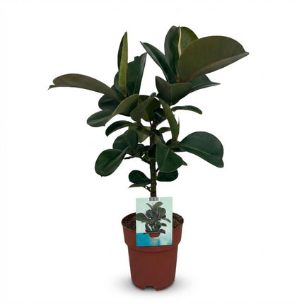 Ficus Elastica Cloe - Roślina gumowa - ↕65cm - Ø19cm