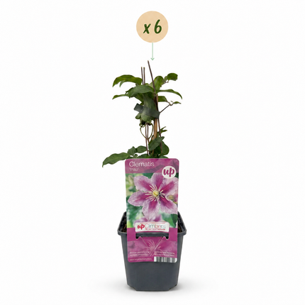 Clematis Piilu - Bosrank 6x - Wit - Roze - Klimplant - Ø9cm - ↕35cm