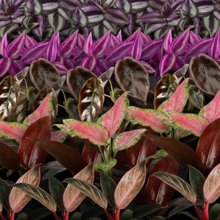 Baby Planten Paradise Mix - Diversen 6x - Tropisch - Ø6cm - ↕10-15cm