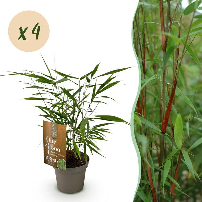 Fargesia Asian Wonder - Niet Woekerende Bamboe - Groen - ↕35cm - Ø14cm - 4x