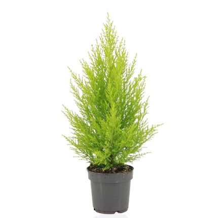 Cupressus Macrocarpa Goldcrest Wilma - Cyprès - ↕55cm - Ø14cm