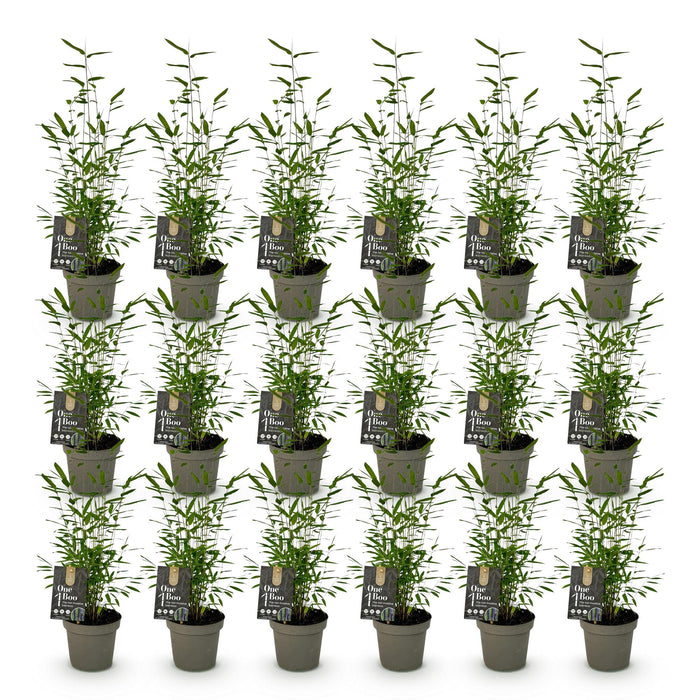 Bamboe - Fargesia Black Dragon - Bladhoudend - Niet Woekerend - Groen - 18 Planten - Pot 14cm - Hoogte 35cm