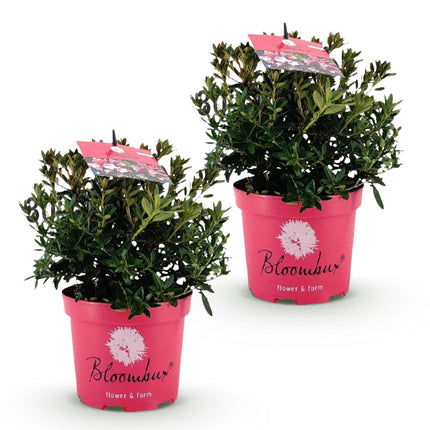 Dwerg Rhododendron - Rhododendron Bloombux Magenta - Bloeiende Buxus - Roze Bloem - ↕30-40cm - Ø17cm - 2x