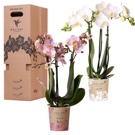 Überraschungsbox-Mix – Pflanzen-Vorteilsbox – Überraschungsbox mit 2 verschiedenen Orchideen (Ø 9 cm)