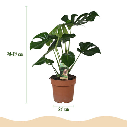 Monstera Deliciosa - Planta de hoyo - ↕70-80cm - Ø21cm