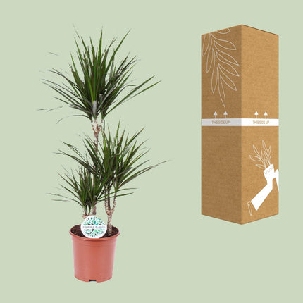Dracaena Marginata - ↕115cm - Ø21cm